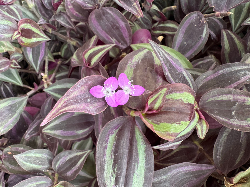 Eine Nahaufnahme von Zebrakraut (Tradescantia zebrina) mit charakteristisch grün-silbern gestreiften Blättern und zwei kleinen rosa Blüten.