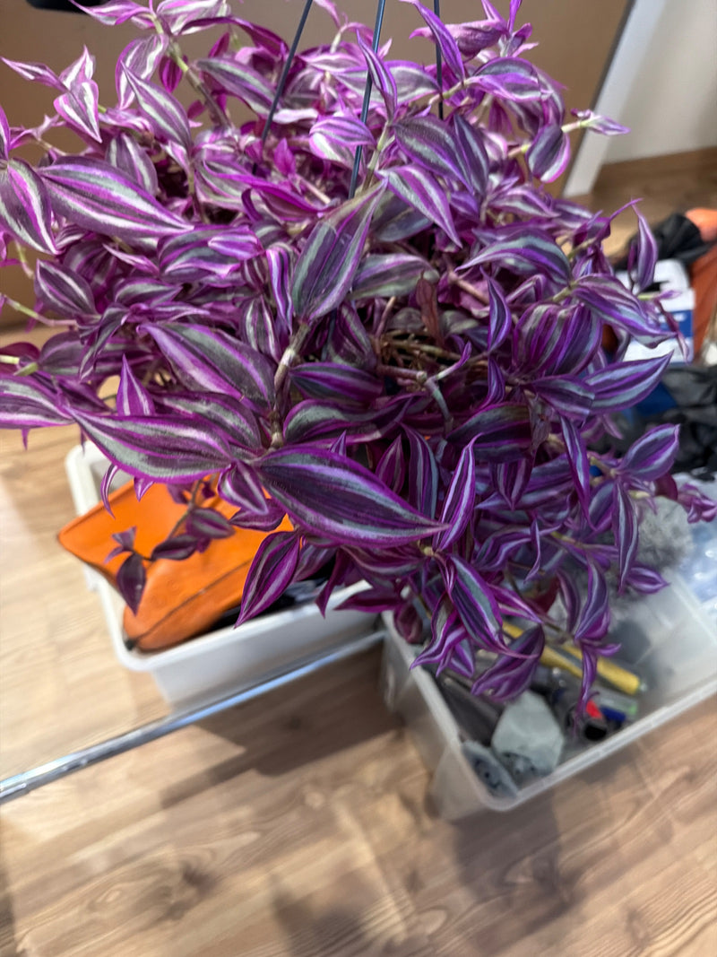 Zebrakraut — Bild 1