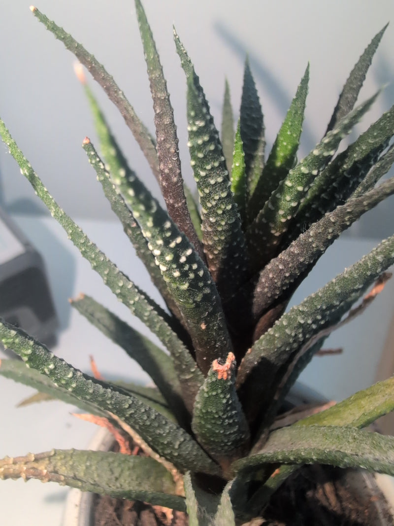 Zebra-Haworthie — Bild 3