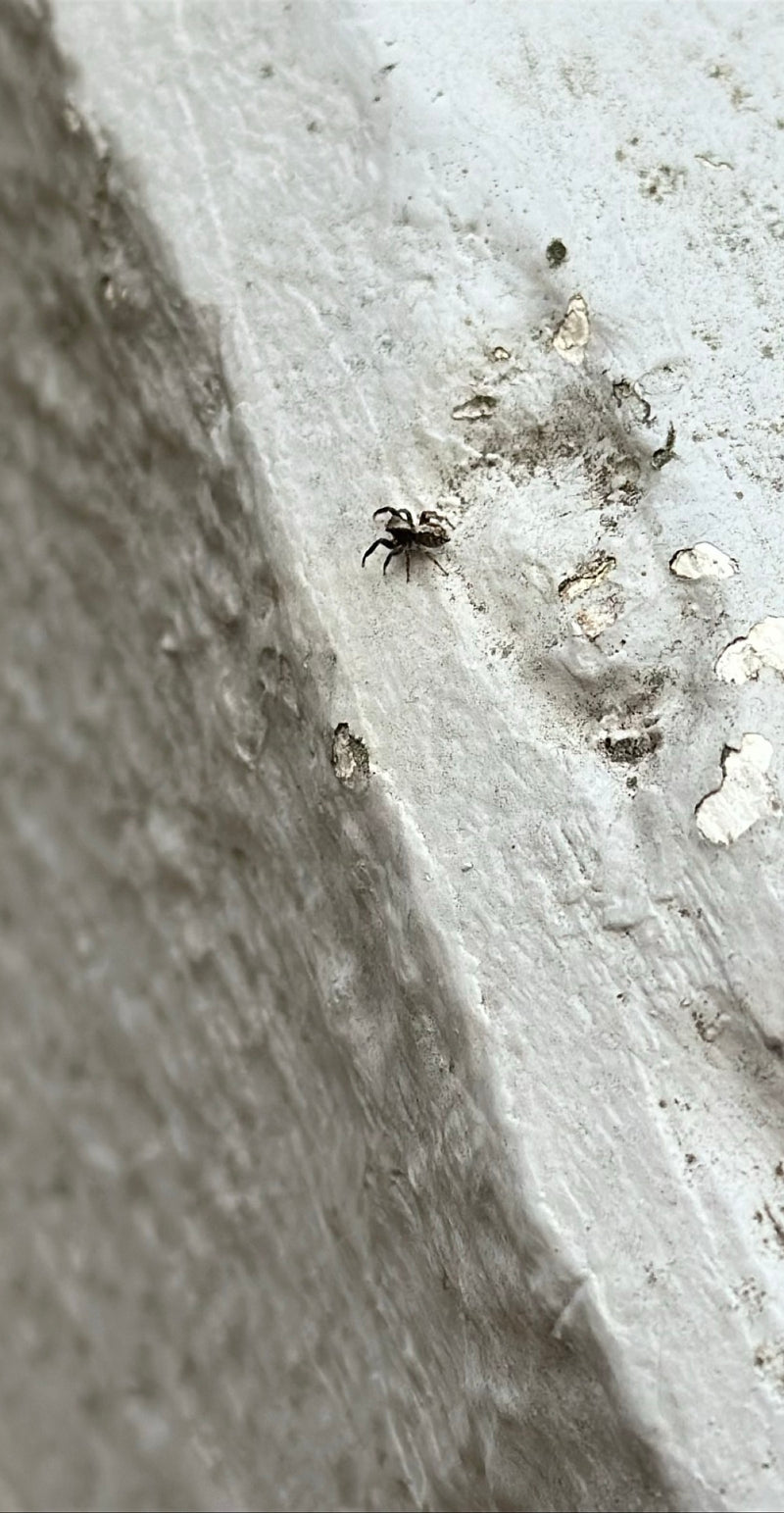 Zebraspringspinne — Bild 2