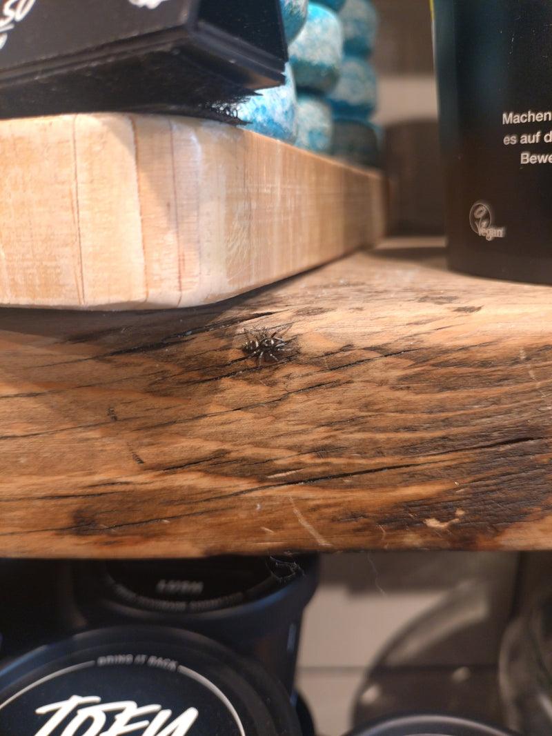 Zebraspringspinne — Bild 5