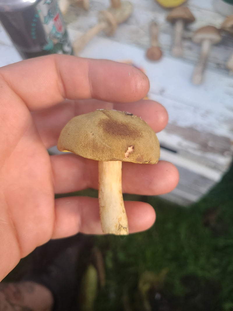 Eine Person hält einen kleinen Fruchtkörper einer Ziegenlippe mit samtigem gelblich-braunem Hut und hellem Stiel in der Hand.