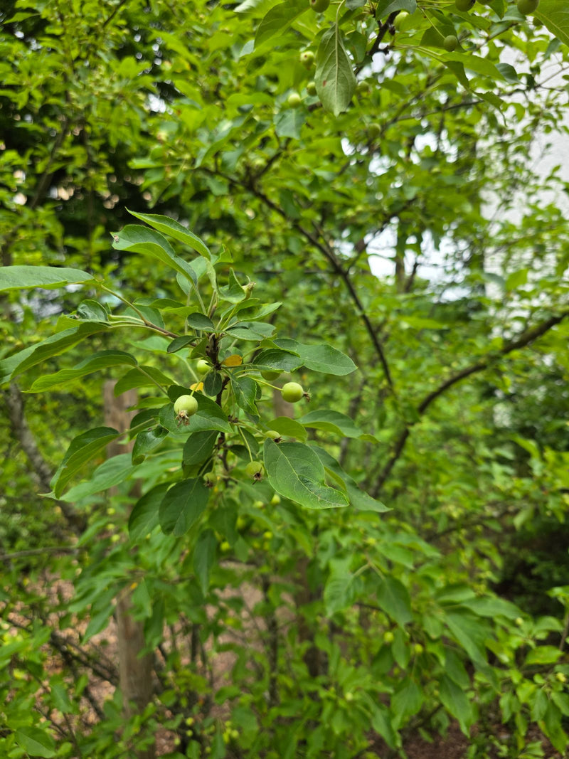 Zierapfel — Bild 2