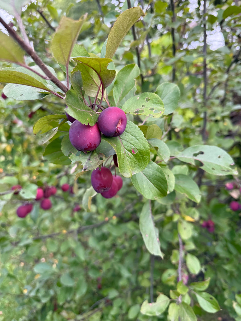 Zierapfel — Bild 4