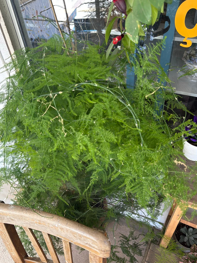Zierspargel — Bild 3