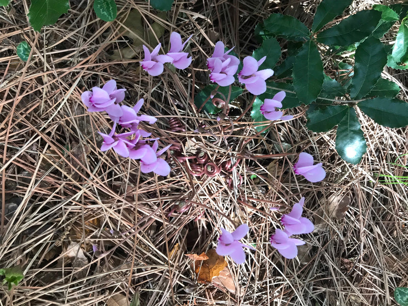 Zimmer-Alpenveilchen — Bild 1 von 11