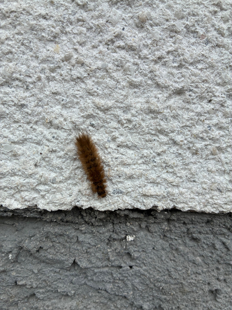 Zimtbaer — Bild 1