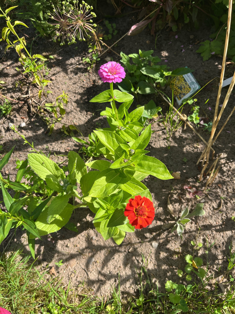 Zinnien — Bild 1
