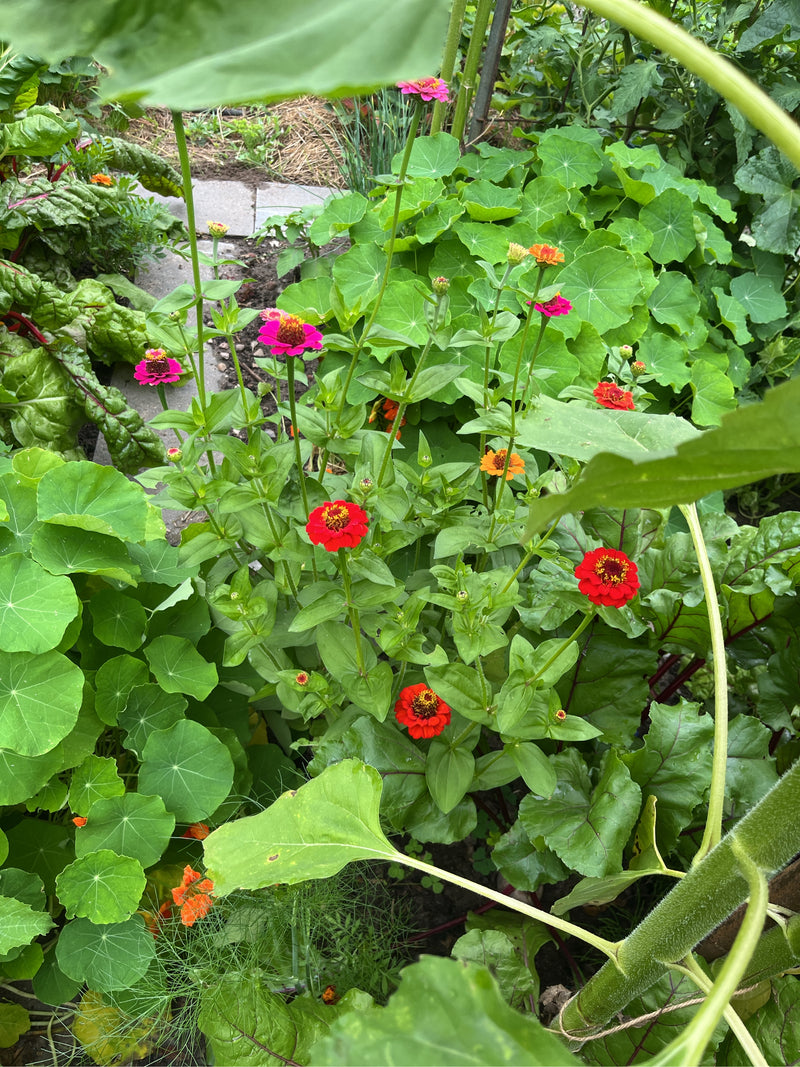 Zinnien — Bild 3