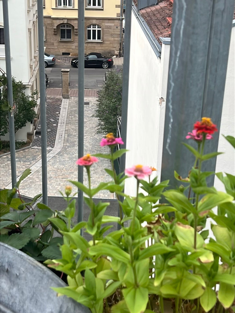 Zinnien — Bild 5