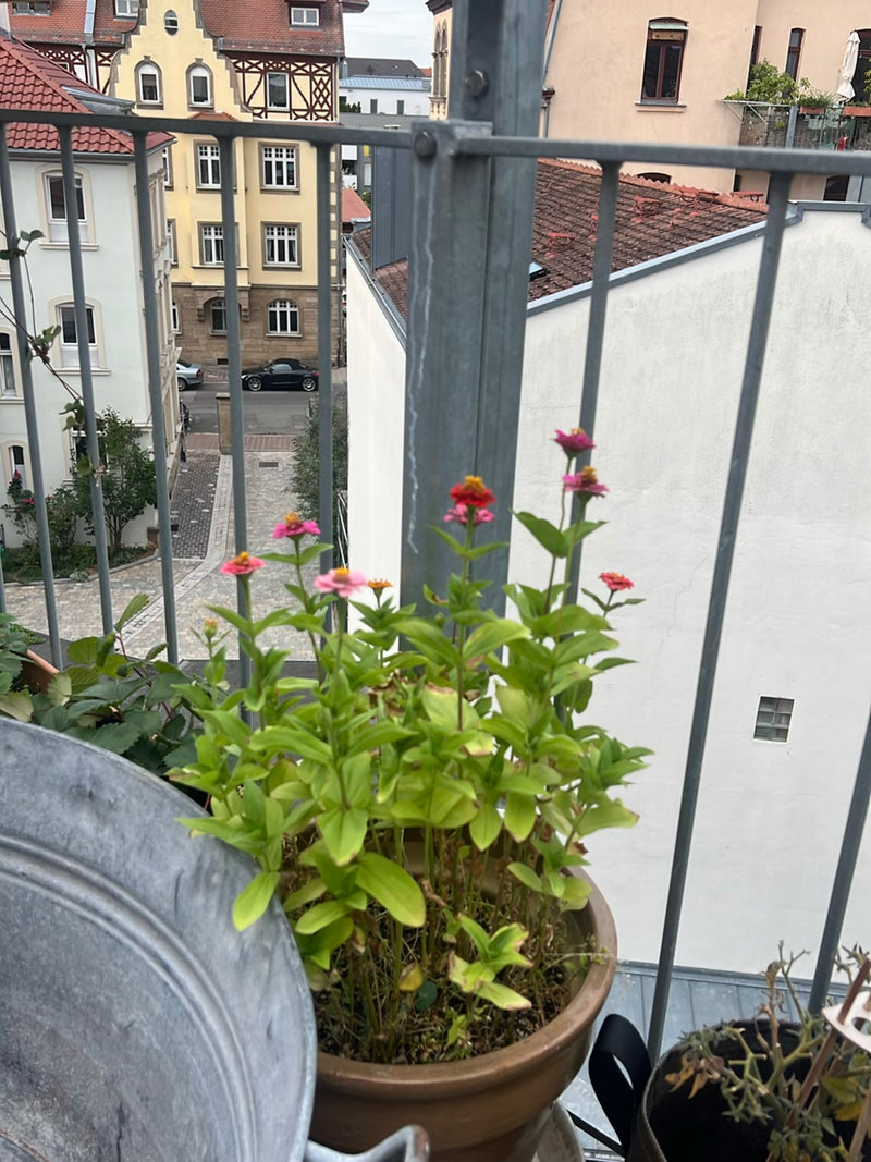 Zinnien — Bild 4