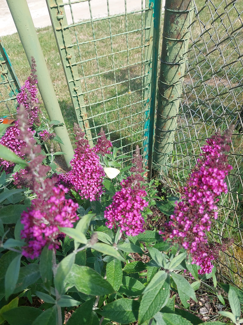 Zitronenfalter — Bild 5