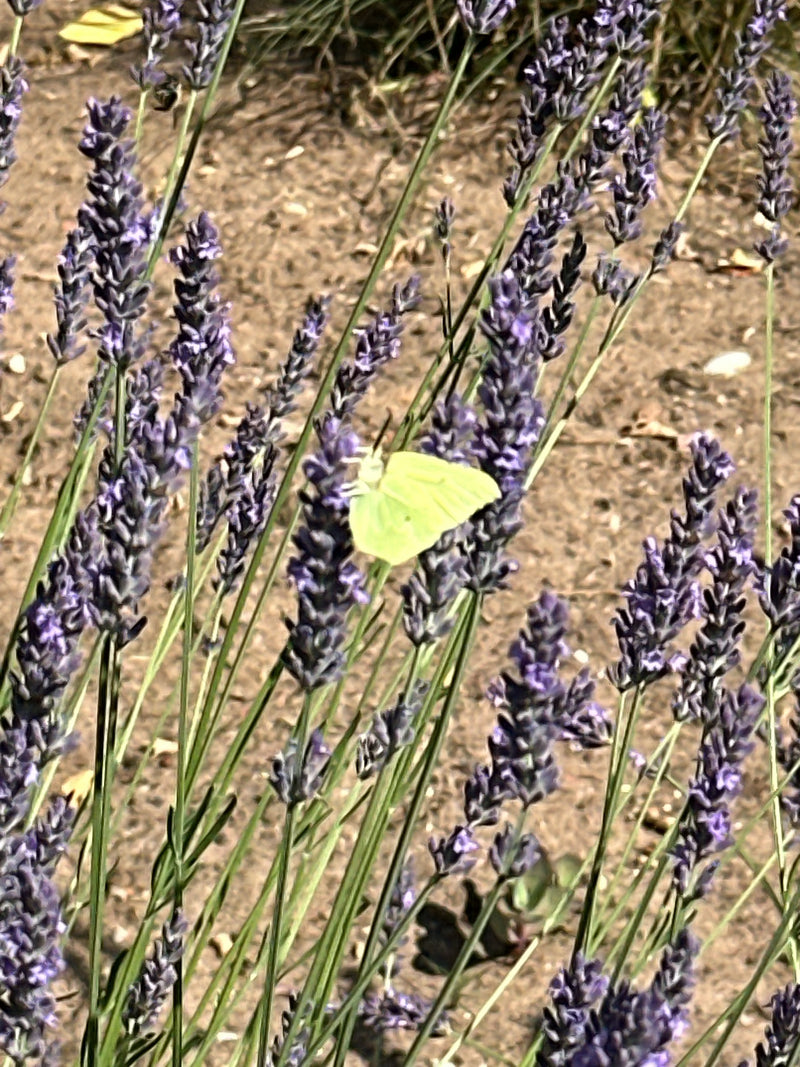 Zitronenfalter — Bild 3