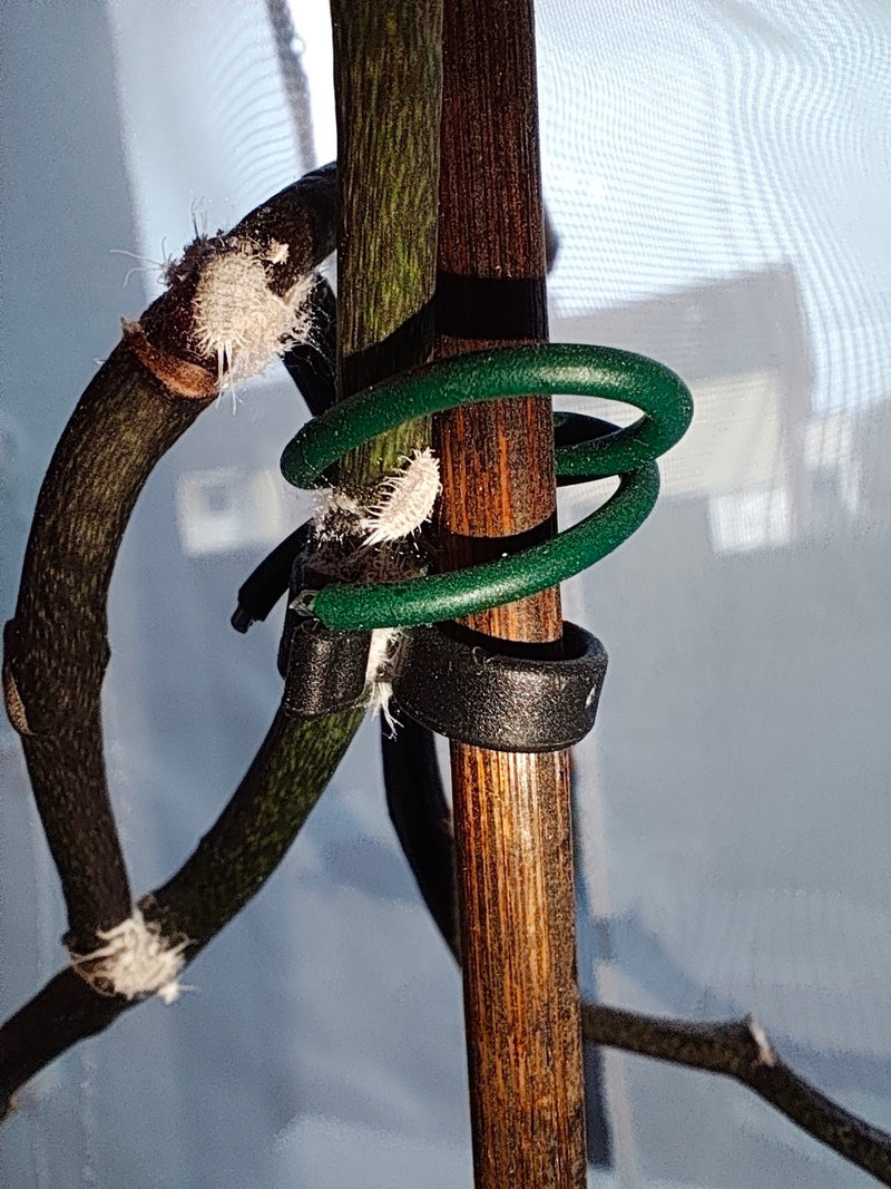Zitrus-Schmierlaus — Bild 1