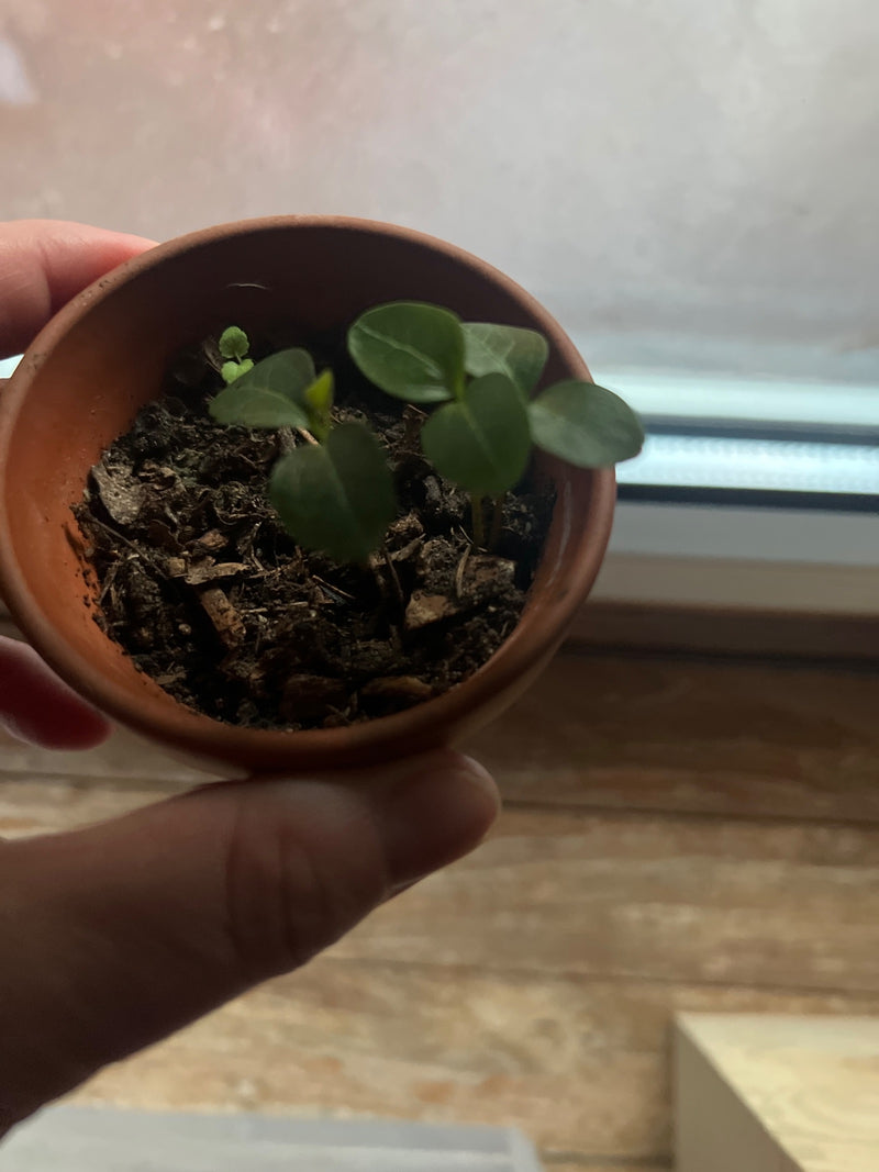 Zitrus — Bild 4