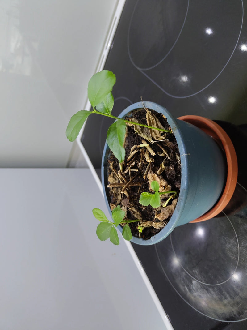 Zitrus — Bild 3