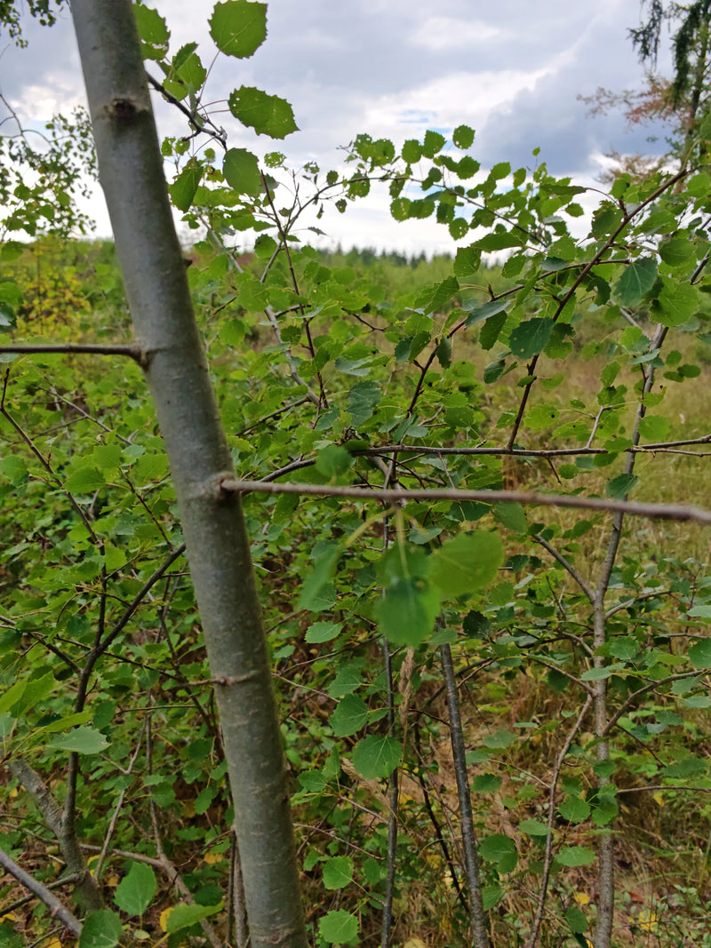 Zu sehen ist der glatte Stamm und das typische Blattwerk einer jungen Aspe. Die Aufnahme zeigt den Baum in seiner natürlichen Umgebung am Waldrand.
