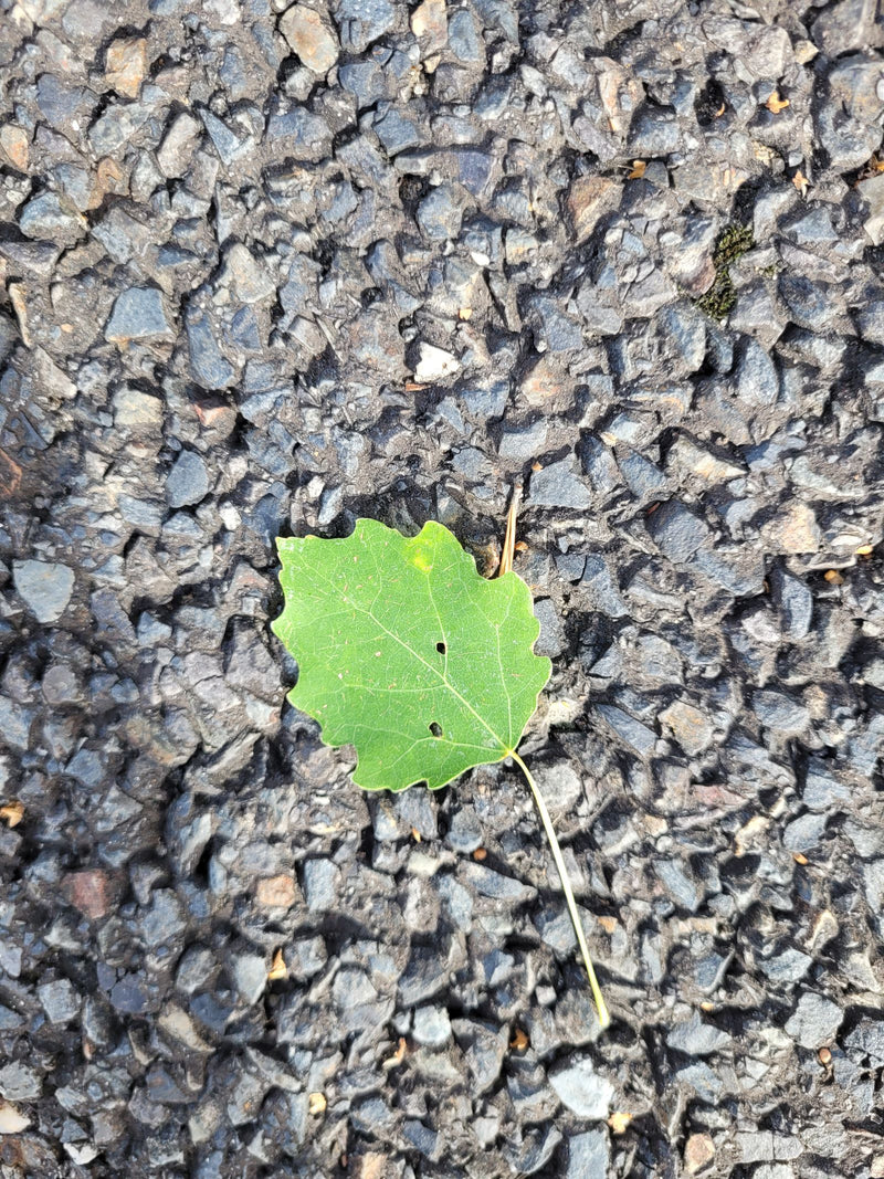 Ein grünes Blatt einer Aspe liegt auf einer rauen Asphaltfläche.
