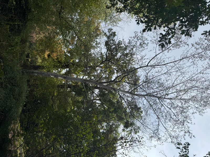 Blick von unten in das Kronendach eines Waldes mit einem hochgewachsenen Baum, vermutlich einer Aspe.