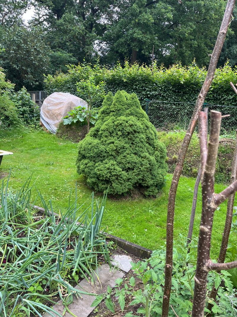 Zuckerhut-Fichte — Bild 3