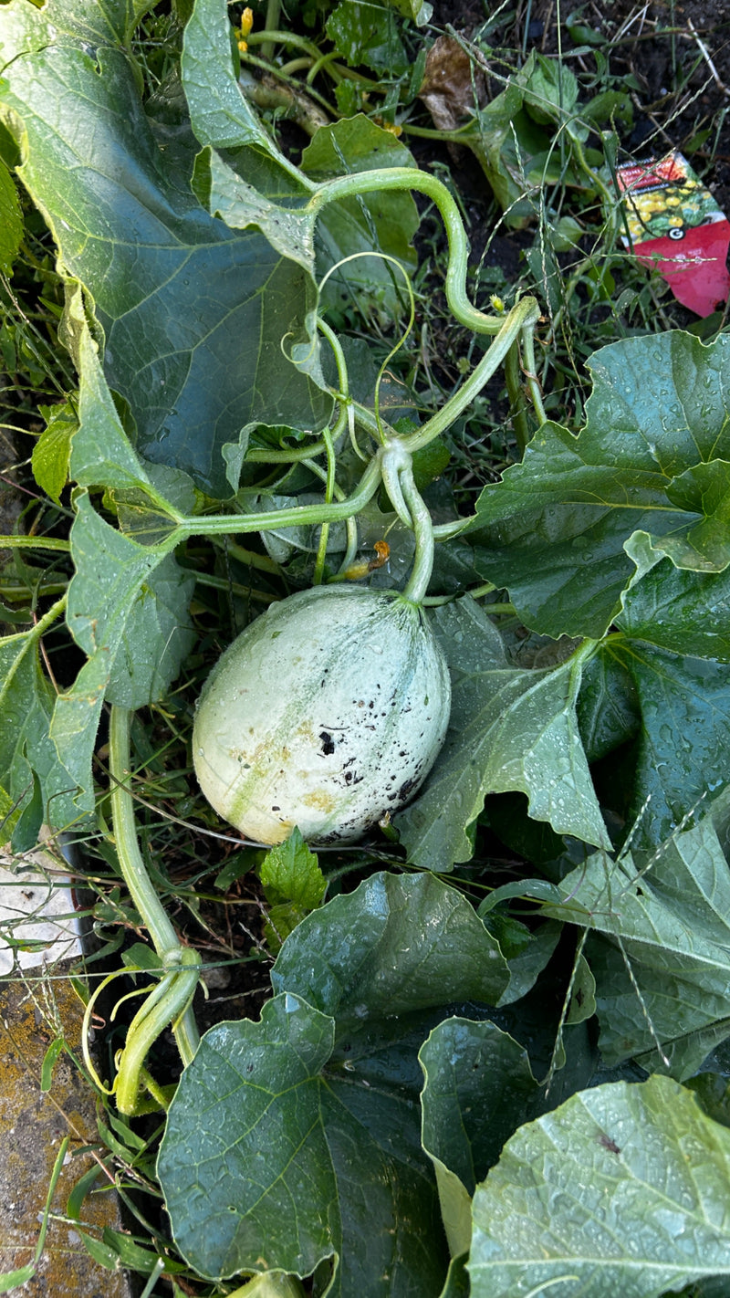 Das Bild zeigt eine unreife Zuckermelone, die auf dem Boden zwischen großen, grünen Blättern und Ranken liegt. Die Frucht ist hellgrün mit einer leichten Mus...