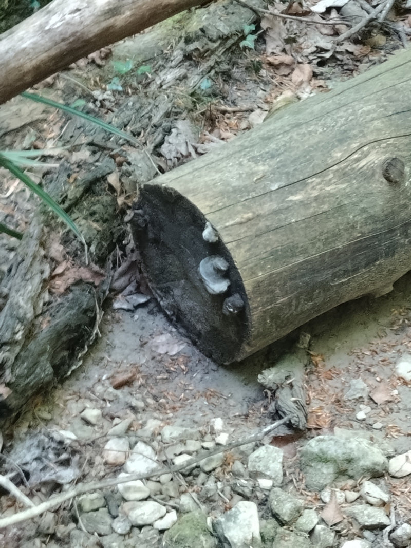 Zunderschwamm — Bild 1