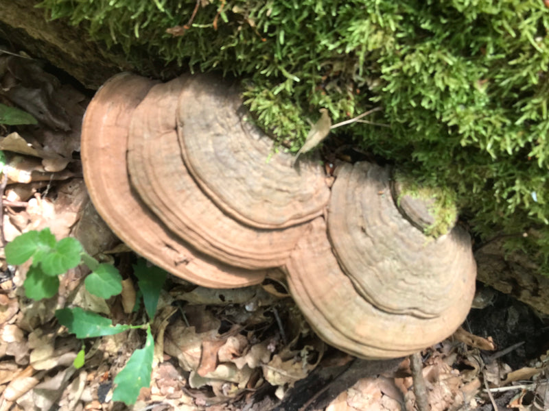 Zunderschwamm — Bild 4