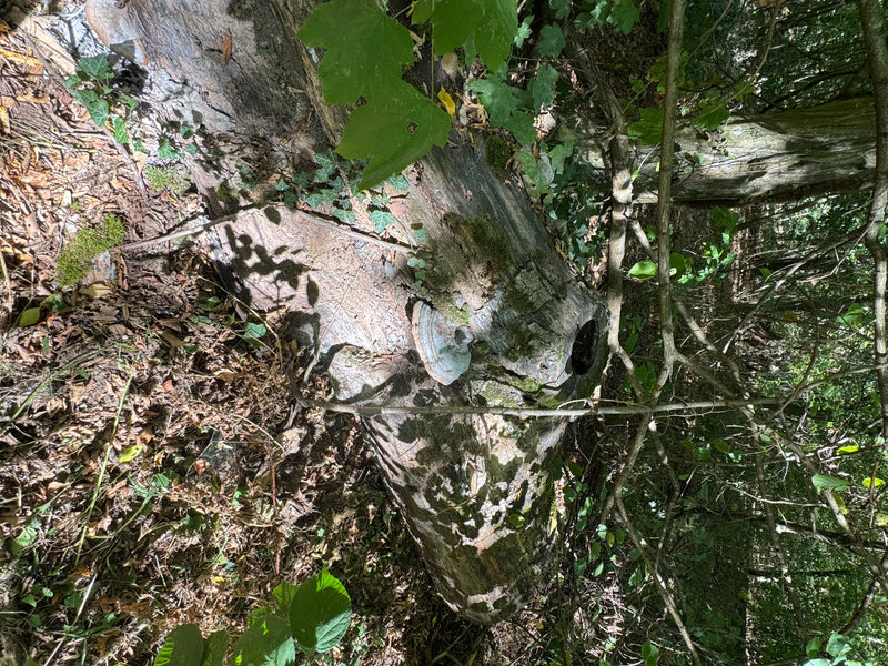 Ein Zunderschwamm wächst gut sichtbar an der Rinde eines liegenden, bemoosten Baumstamms im Wald. Der holzartige Fruchtkörper zeigt die typische, mehrjährige...