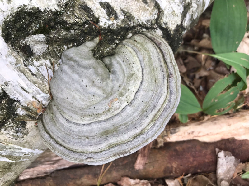 Zunderschwamm — Bild 5