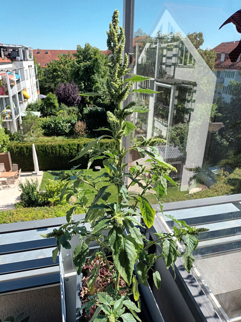 Zurückgekrümmter Fuchsschwanz — Bild 1