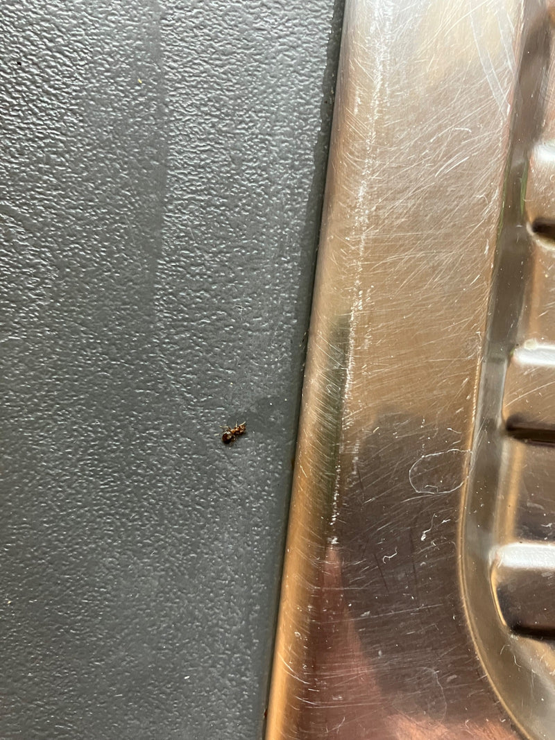 Eine kleine Ameise läuft auf einer dunklen Oberfläche neben einer Metallkante.