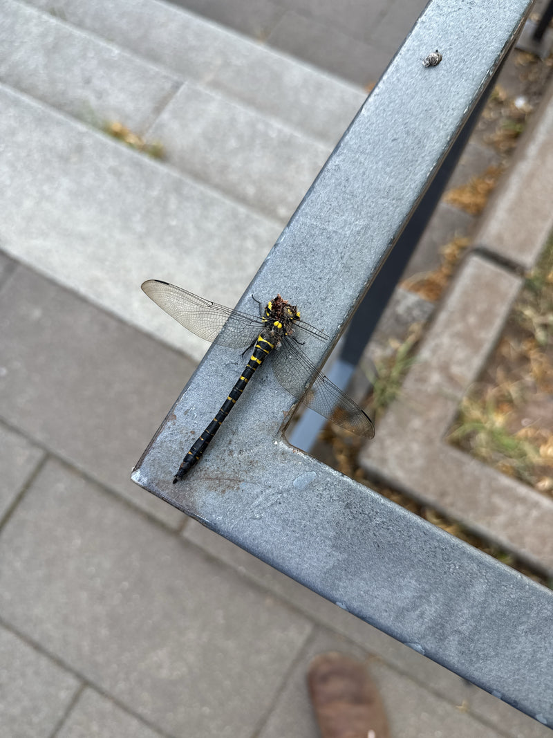 Zweigestreifte Quelljungfer — Bild 1