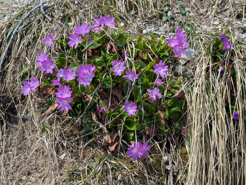 Zwerg-Primel — Bild 1 von 9