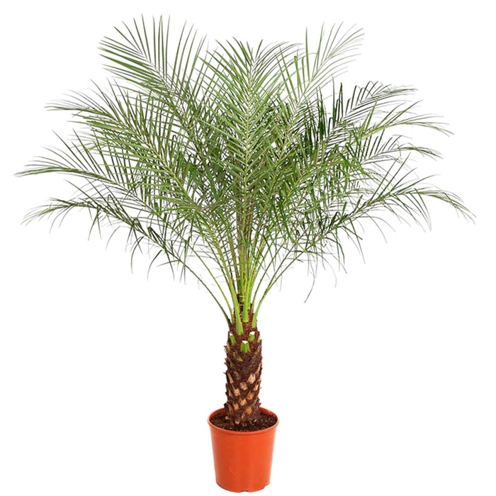 Phoenix Roebelenii Ø27cm - ↕150 cm - Palmier tropical pour votre maison 🌴