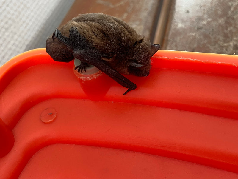 Zwergfledermaus — Bild 1