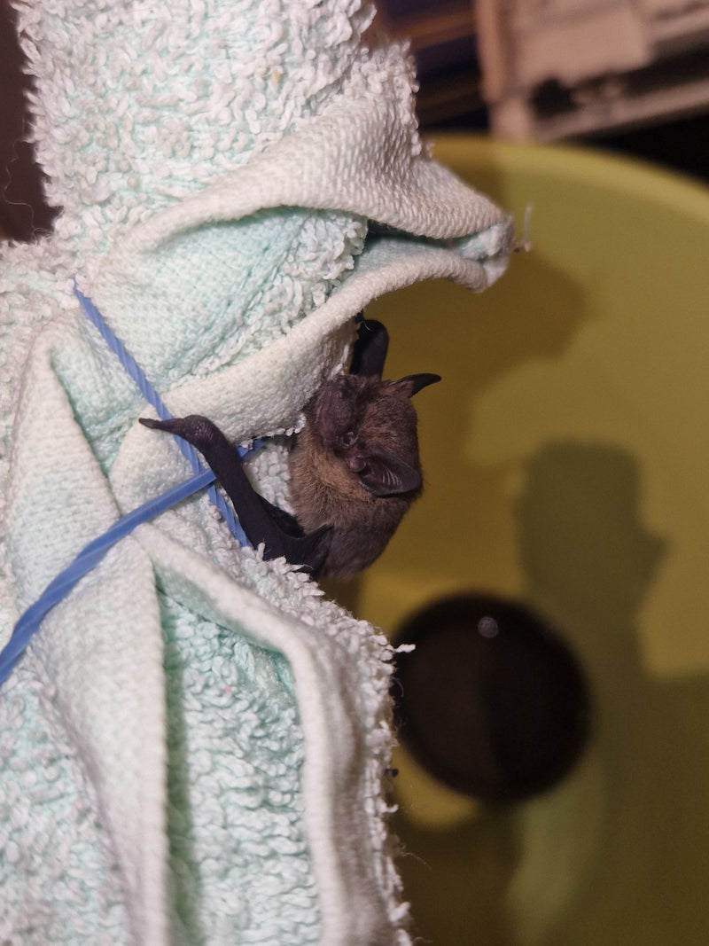 Zwergfledermaus — Bild 1 von 3