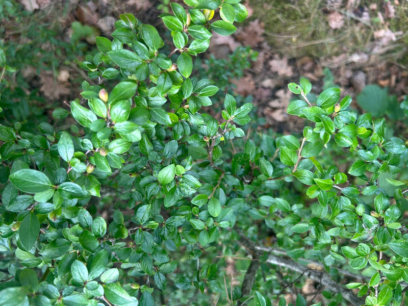 Zwergmispel — Bild 3