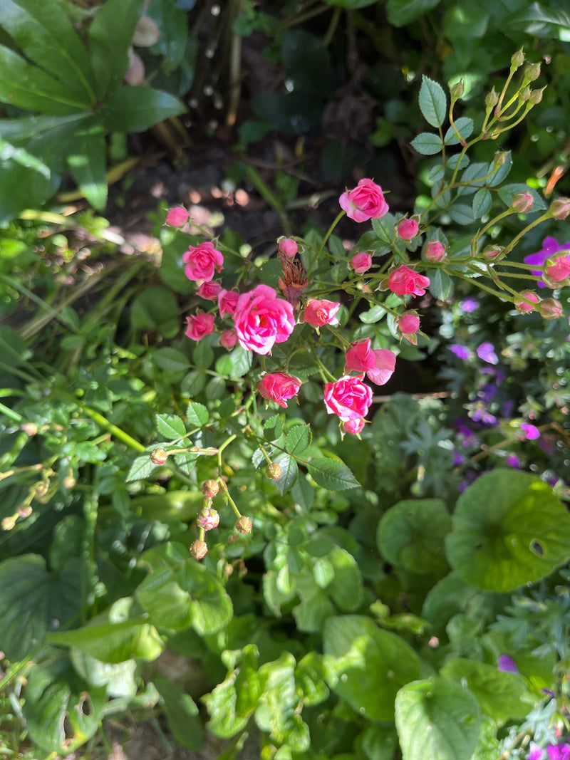 Zwergrose — Bild 4