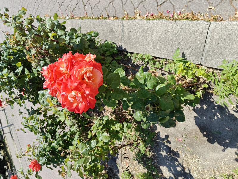 Zwergrose — Bild 2