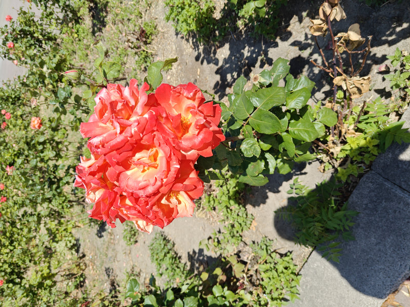 Zwergrose — Bild 3