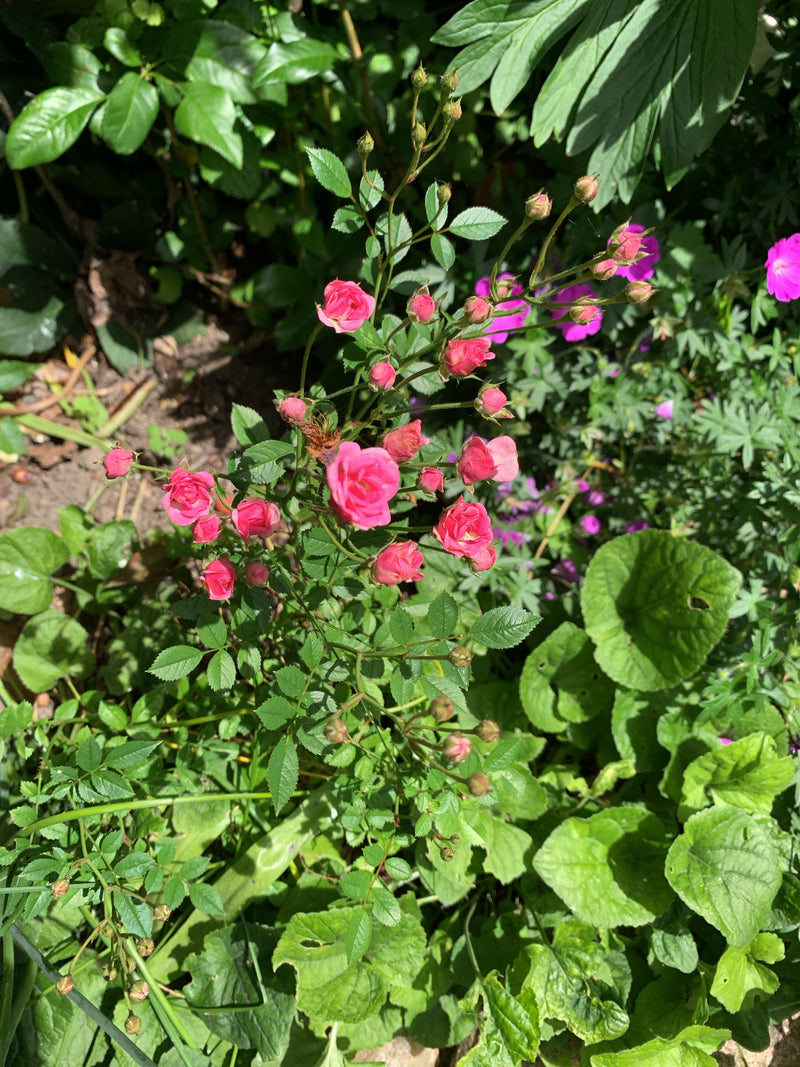 Zwergrose — Bild 1