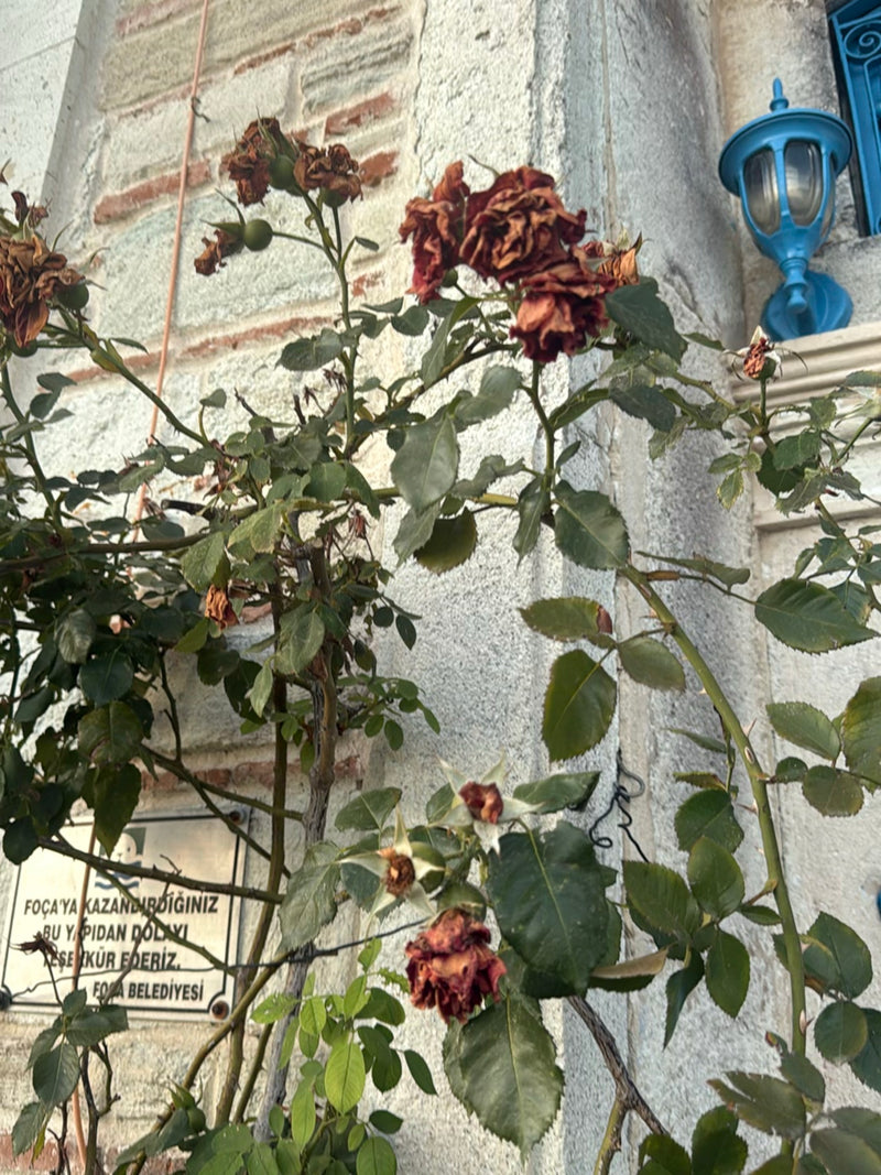 Zu sehen ist eine Zwergrose mit grünen Blättern und einigen verwelkten Blüten vor einer hellen Steinwand. Die Pflanze wächst in der Nähe eines Gebäudes.
