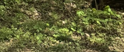 Zypressen-Wolfsmilch — Bild 5