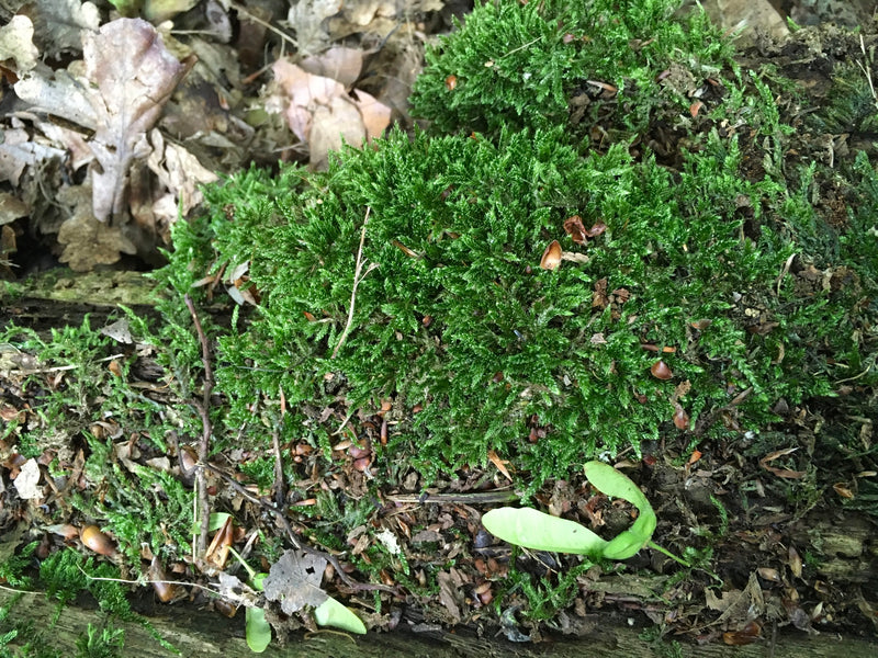 Zu sehen ist ein dichtes, grünes Polster des Zypressenschlafmooses, das auf Totholz und Waldboden wächst. Die typischen, sichelförmig gekrümmten Blättchen si...