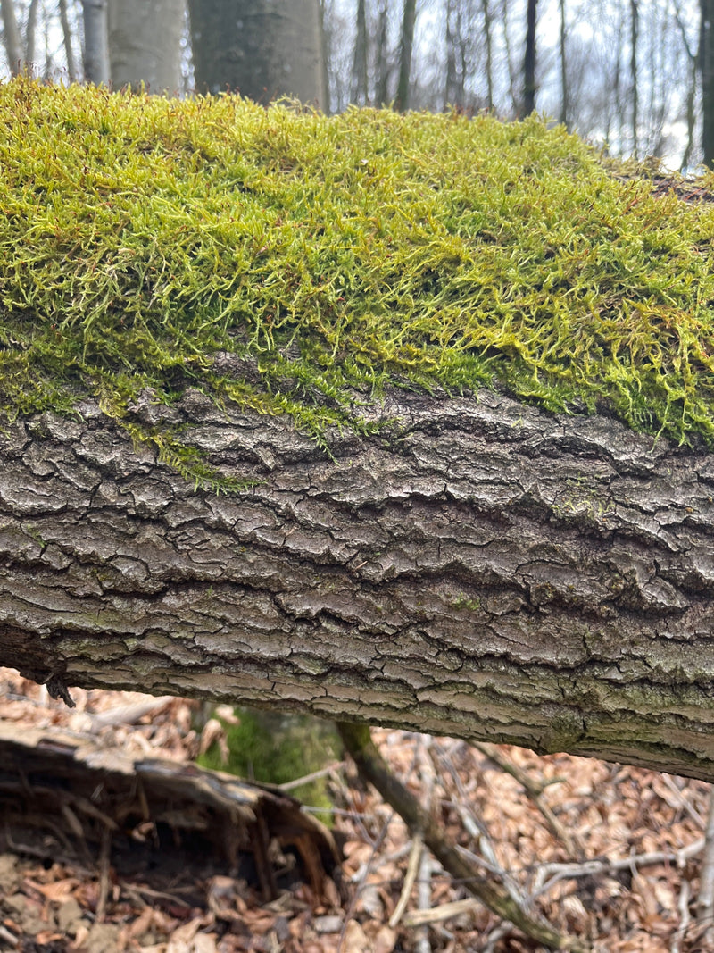 Auf der rauen Rinde eines liegenden Baumstammes wächst ein dichter Teppich aus Zypressenschlafmoos. Im Hintergrund ist ein lichter Wald zu erkennen.