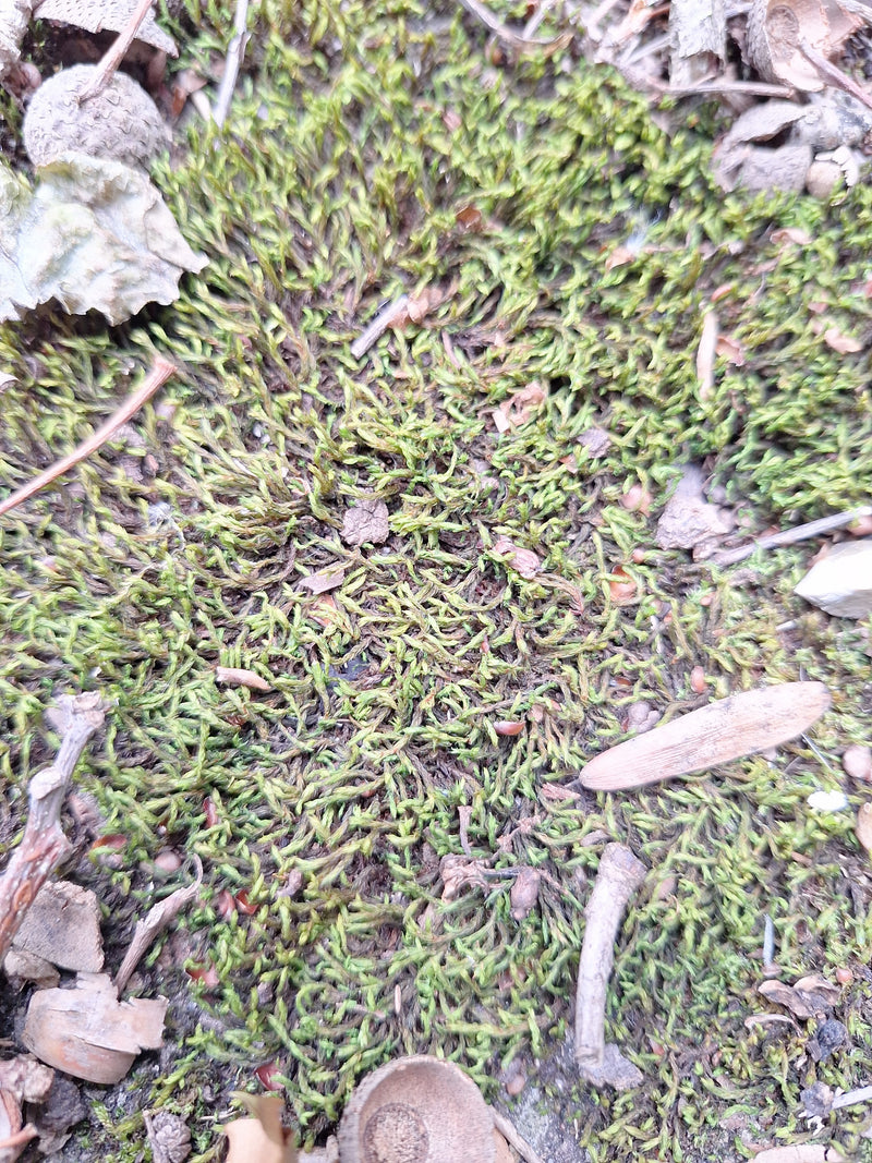 Auf dem Bild ist ein dichter Teppich aus Zypressenschlafmoos auf dem Waldboden zu sehen, durchsetzt mit kleinen Zweigen und Blättern.