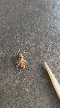 Gemeine Bodenwanze