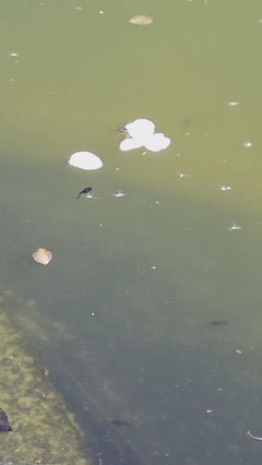 Gemeiner Wasserläufer - Gersfeld (Rhön), Hessen