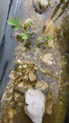 Gemeiner Wasserläufer - Eisenach, Thüringen