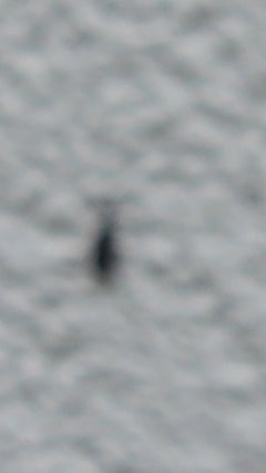 Märzfliege